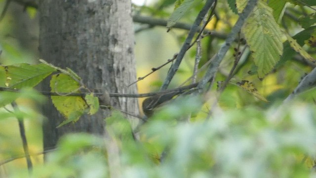 Yellow-rumped Warbler - ML491321921