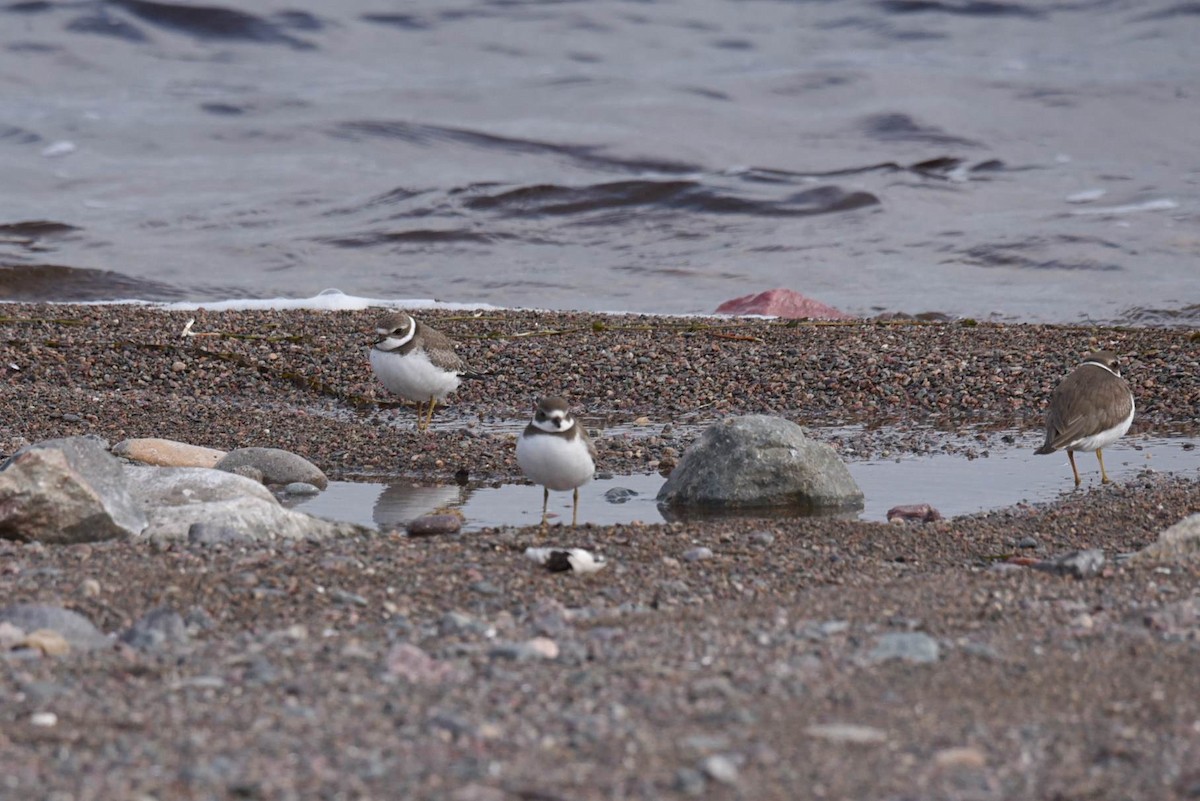 Semipalmated Plover - ML491322711