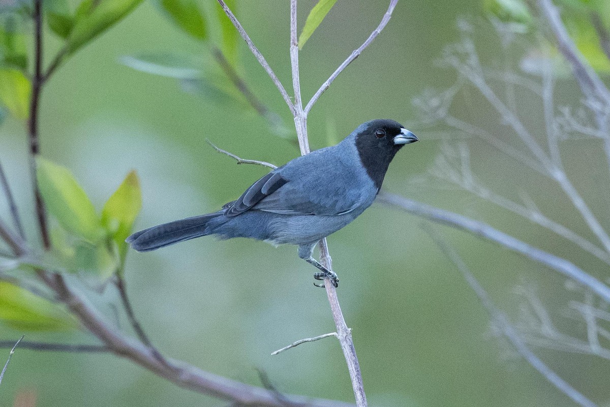 Black-faced Tanager - ML491322861