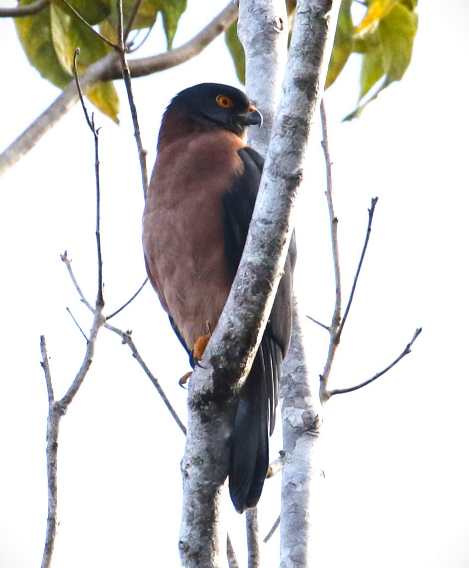 Black-mantled Goshawk - ML491322921