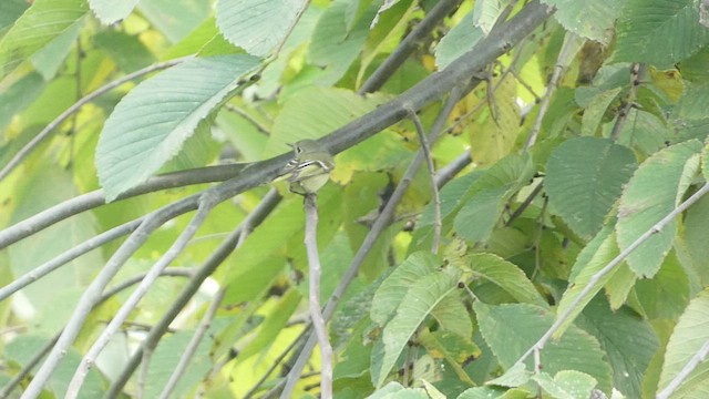 Ruby-crowned Kinglet - ML491322951