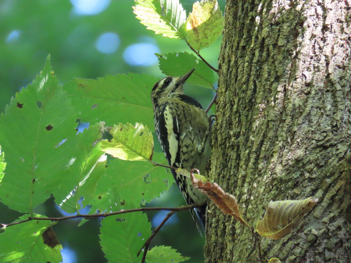 Yellow-bellied Sapsucker - ML491323791