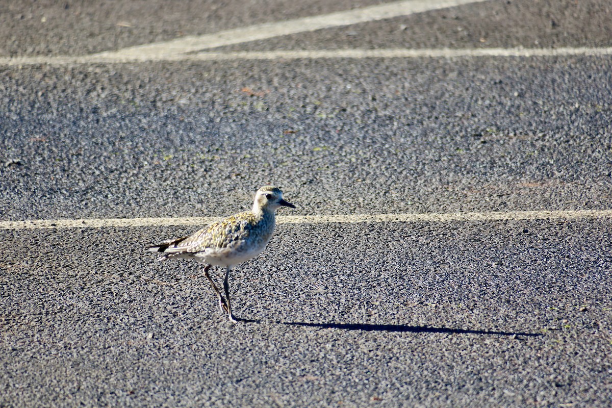 Pacific Golden-Plover - ML491323801