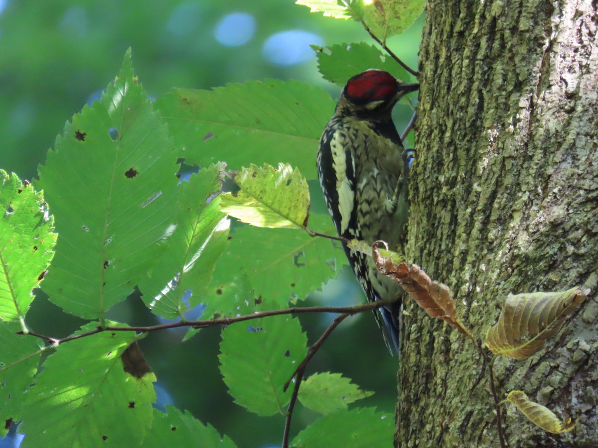 Yellow-bellied Sapsucker - ML491323821