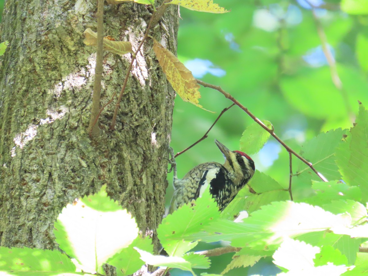 Yellow-bellied Sapsucker - ML491323871