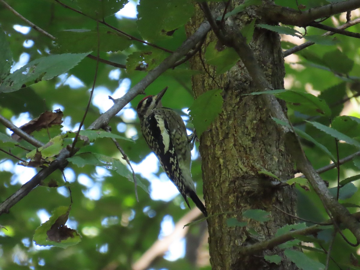 Yellow-bellied Sapsucker - ML491323971