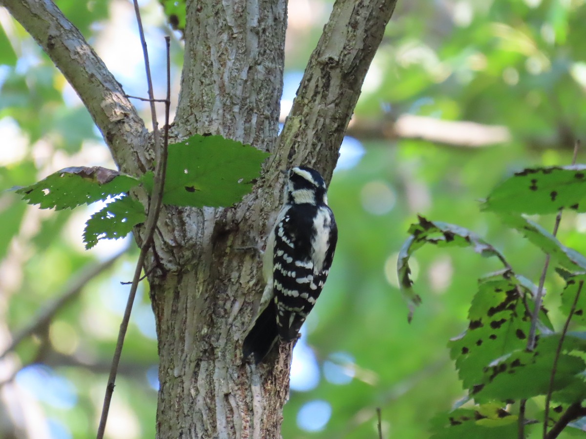 Downy Woodpecker - ML491324261