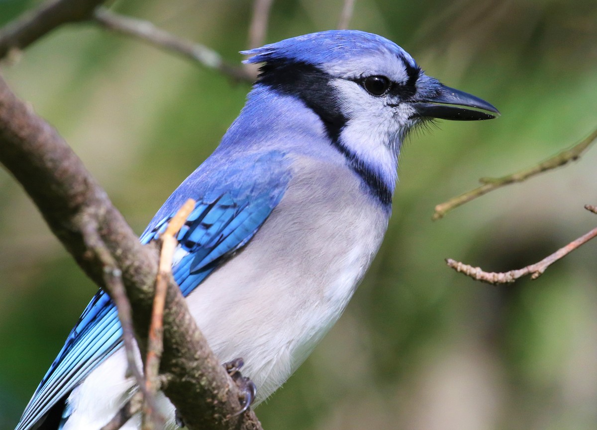 Blue Jay - Ethan Ring