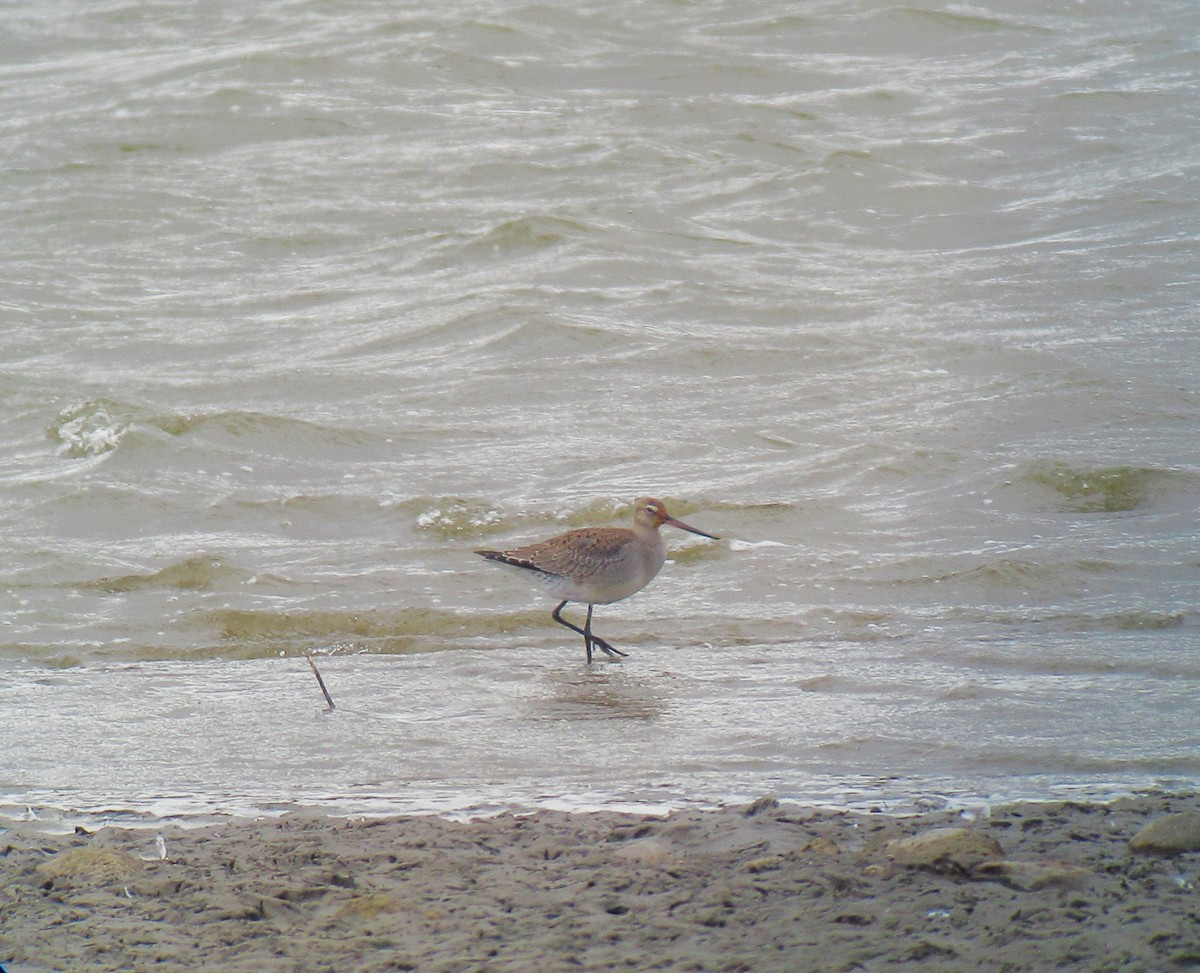 Hudsonian Godwit - ML491324691