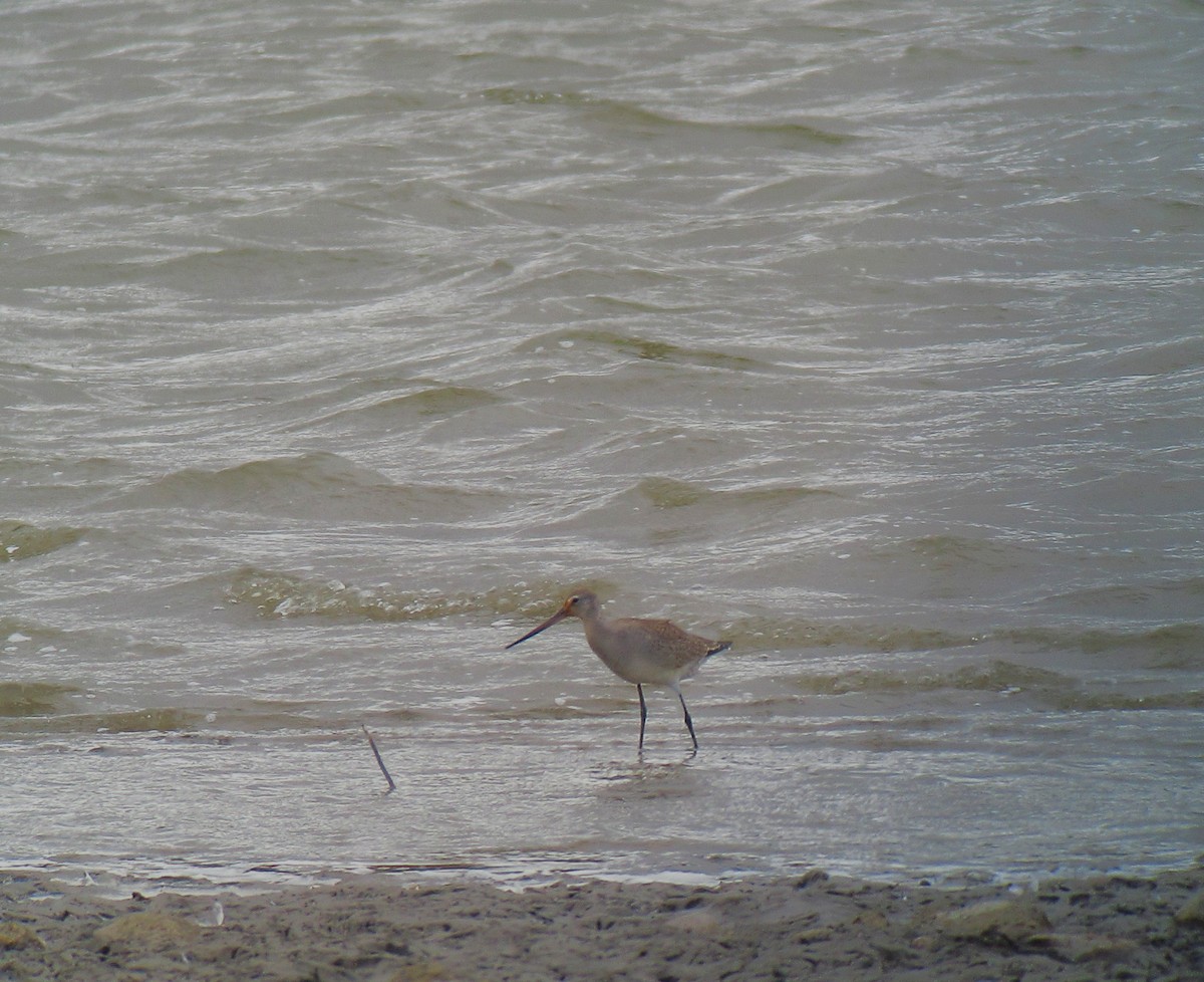 Hudsonian Godwit - ML491324701