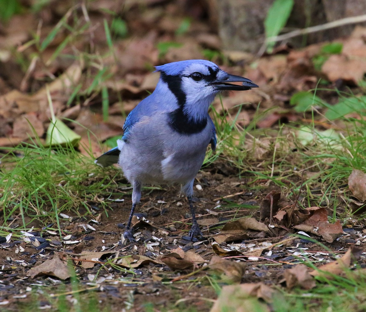 Blue Jay - ML491324791