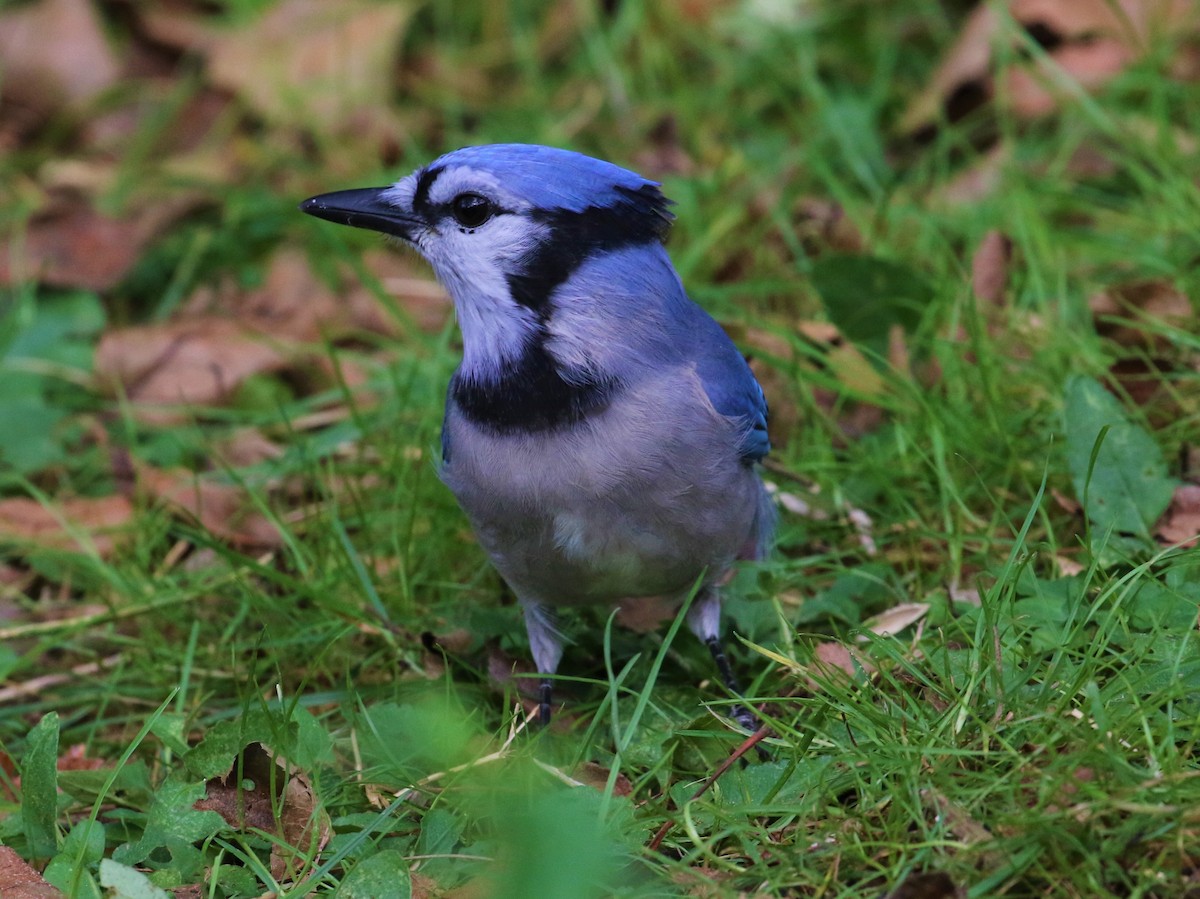 Blue Jay - ML491324891