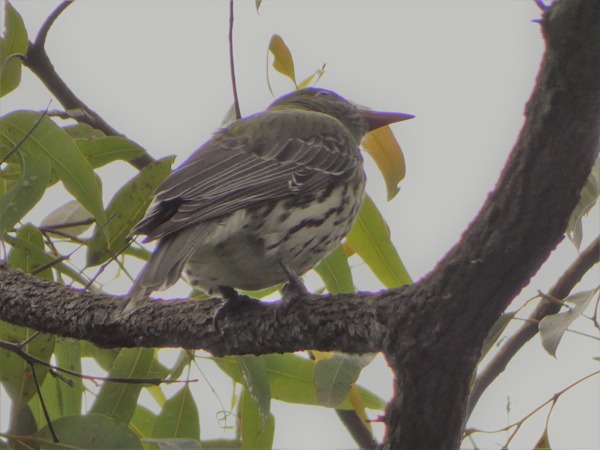 Olive-backed Oriole - ML491324971
