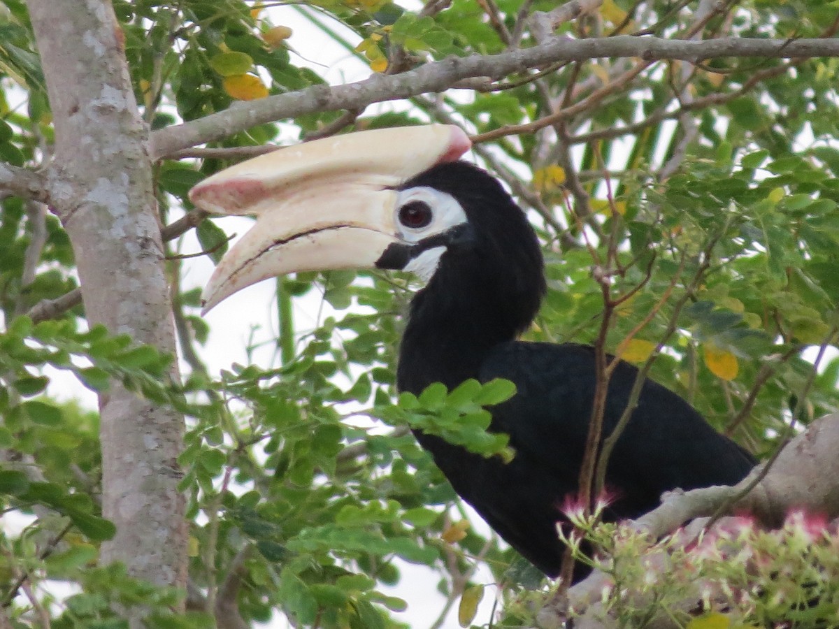 Palawan Hornbill - GARY DOUGLAS