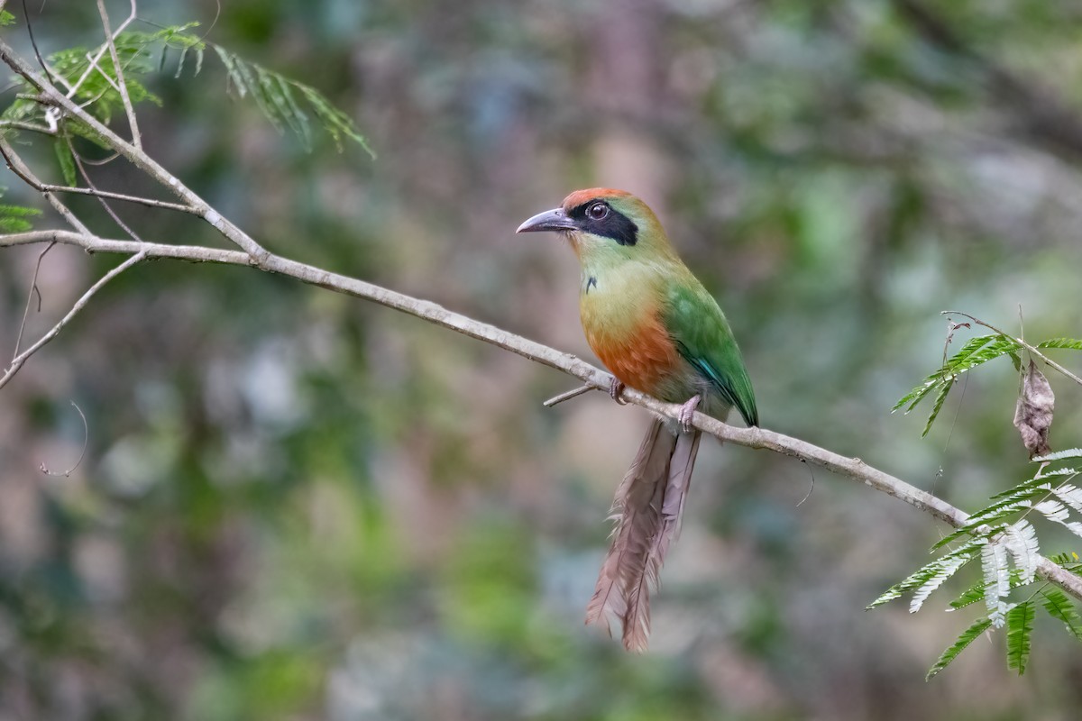 Rufous-capped Motmot - ML491327781