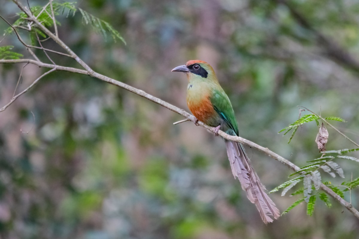 Rufous-capped Motmot - Hendryk Gemeiner