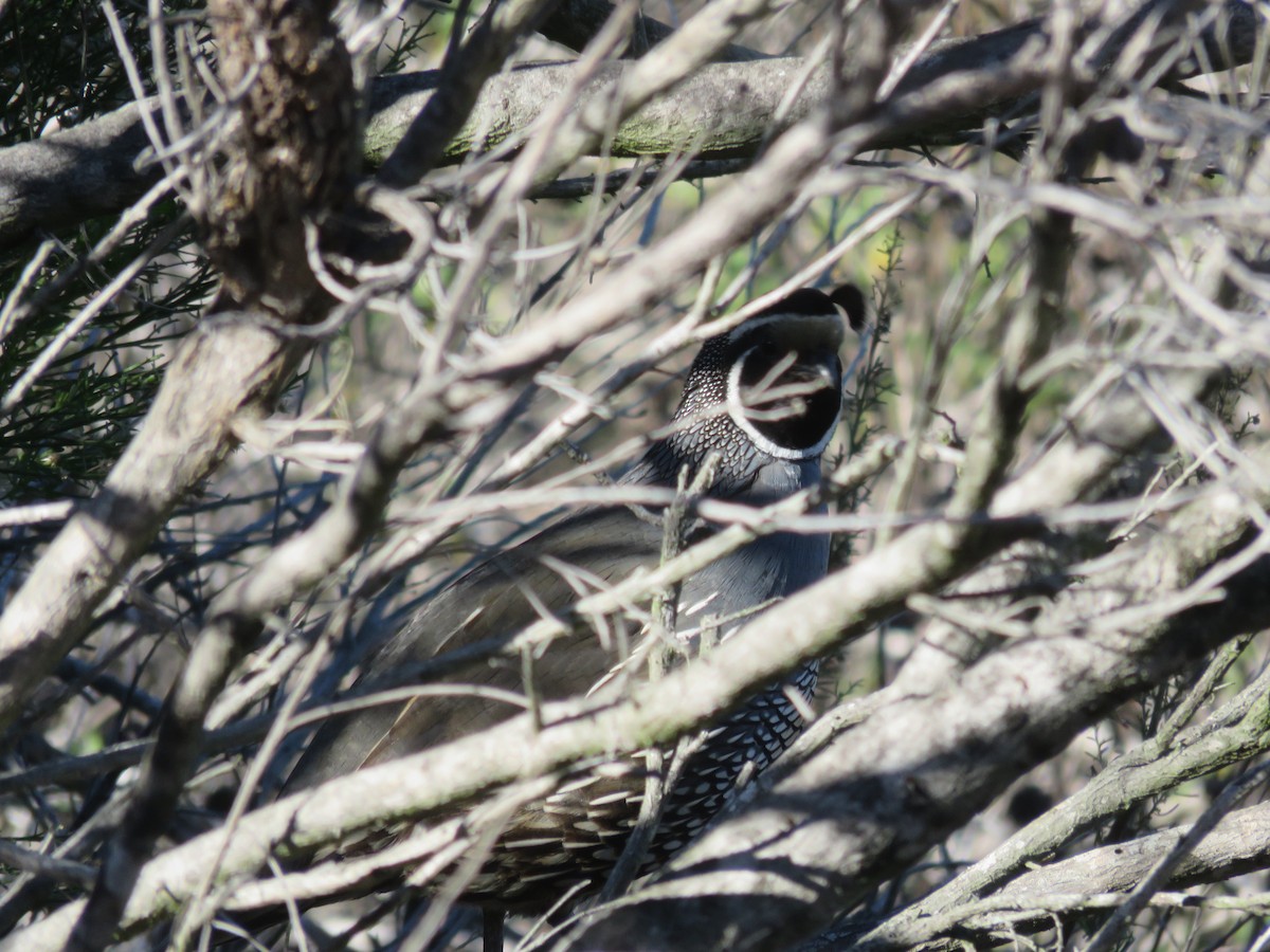 California Quail - ML49132801