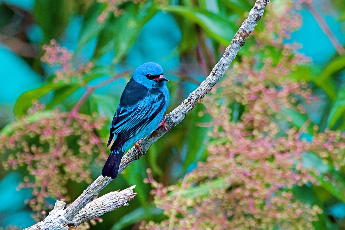 Blue Dacnis - Stephen Cook