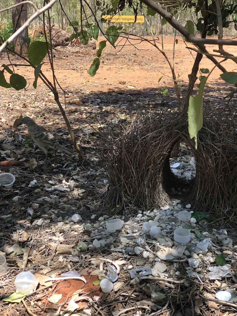 Great Bowerbird - ML491329761