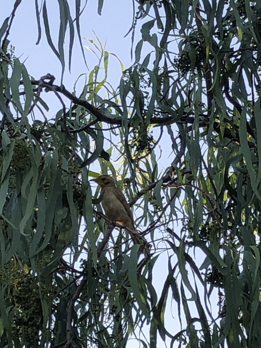 Yellow-tinted Honeyeater - ML491330391