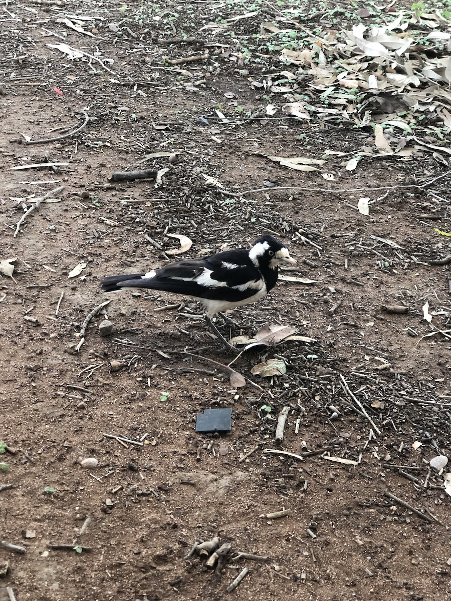 Magpie-lark - ML491330471