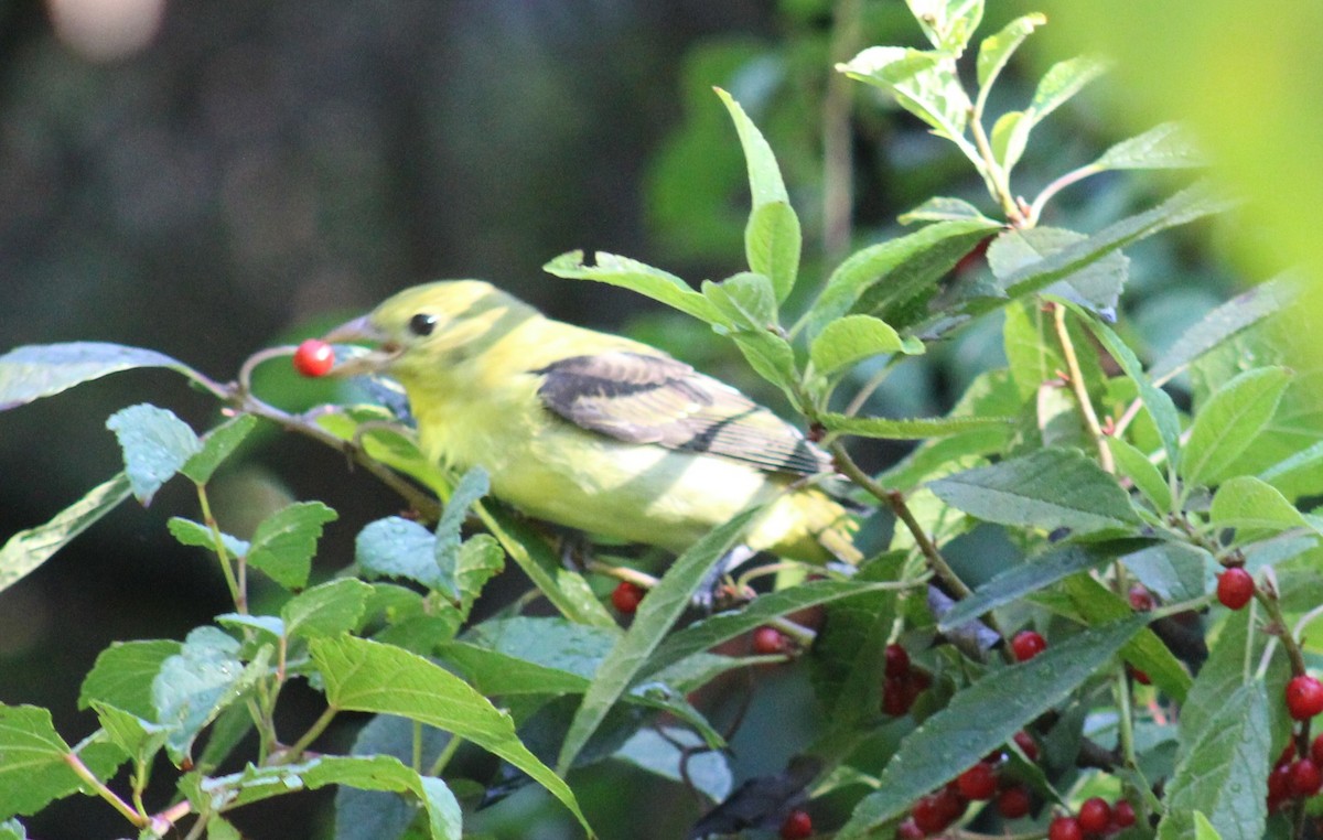 Scarlet Tanager - ML491334501