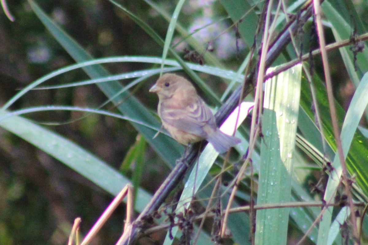 Indigo Bunting - ML491334671