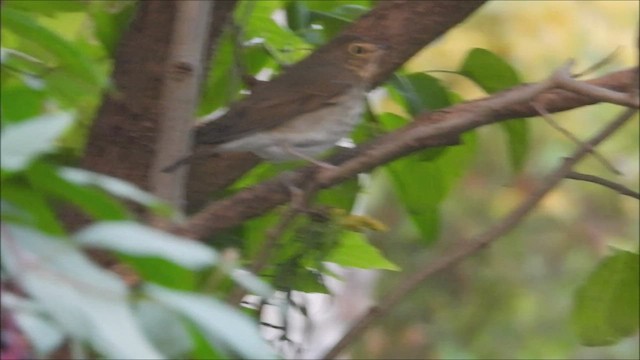 Swainson's Thrush - ML491335361