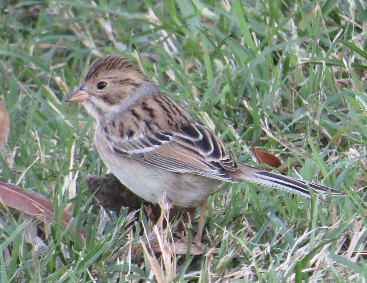 Clay-colored Sparrow - Thomas Wurster