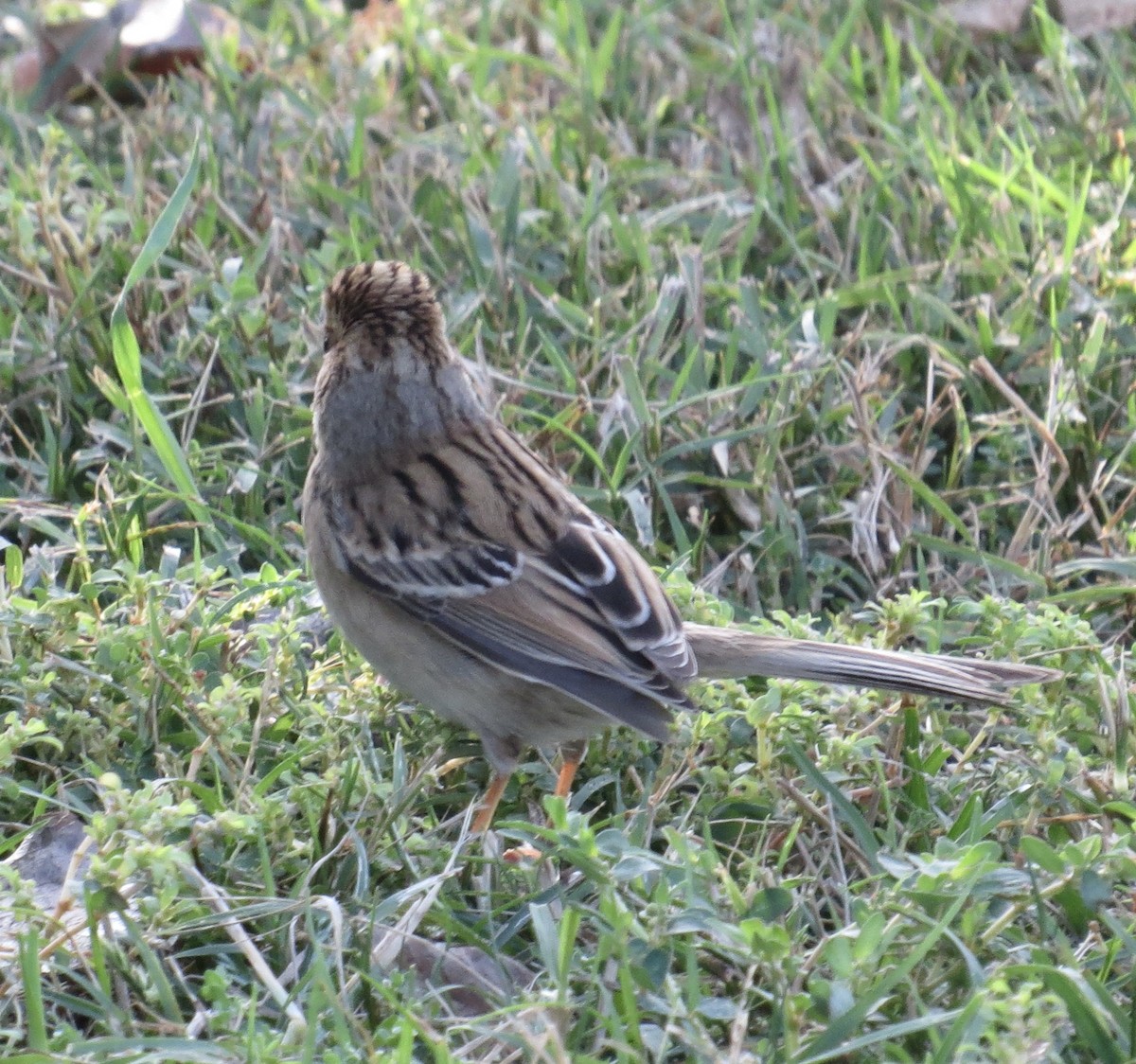 Clay-colored Sparrow - Thomas Wurster