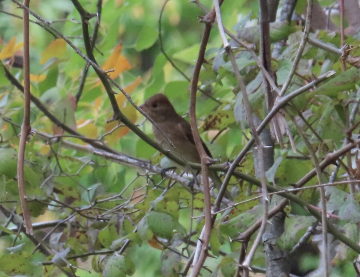 Indigo Bunting - ML491336531