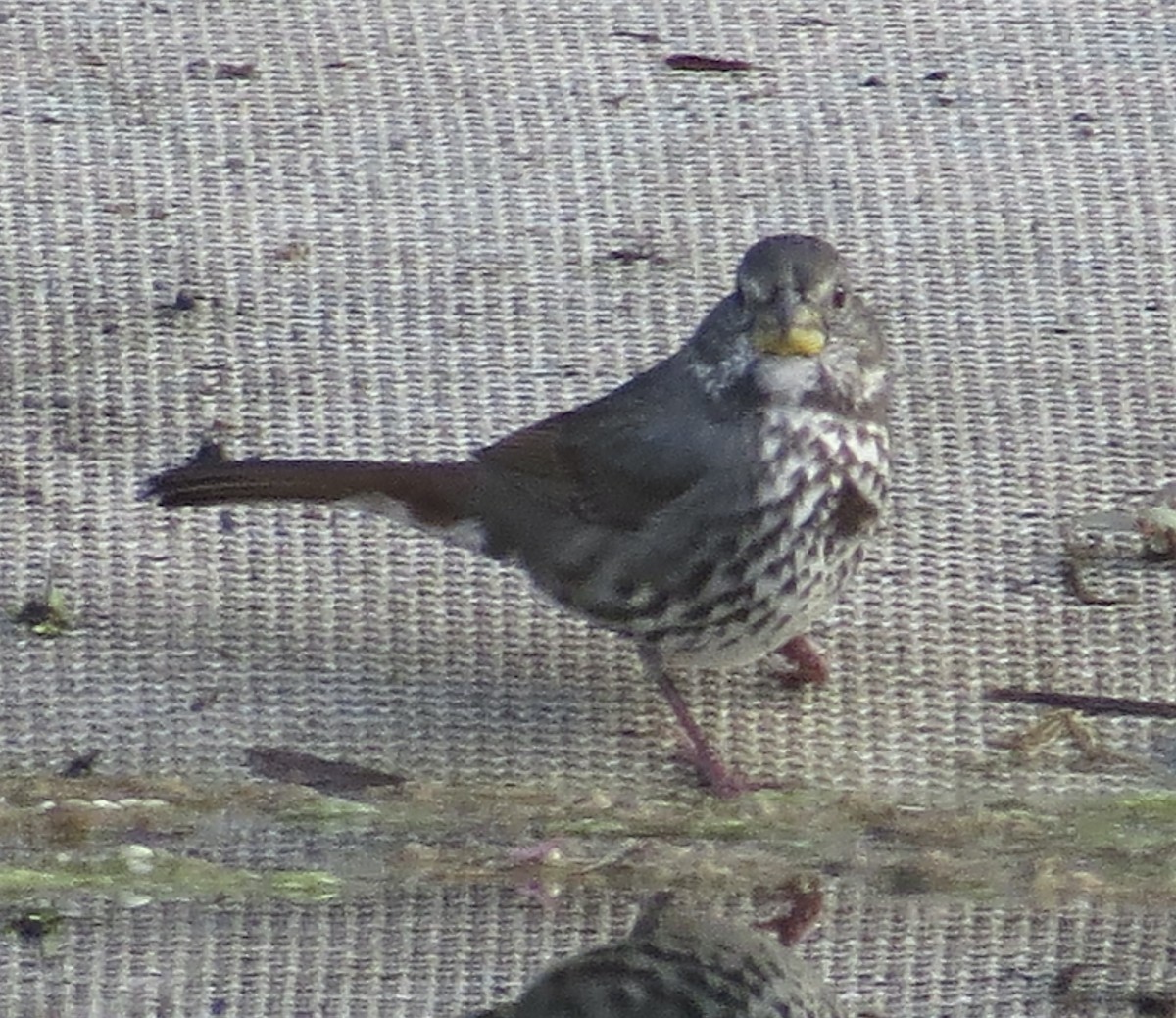 Fox Sparrow (Thick-billed) - ML491336671