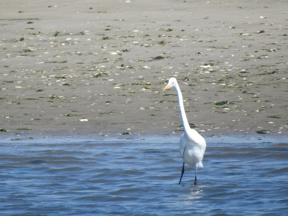 Great Egret - ML491337581