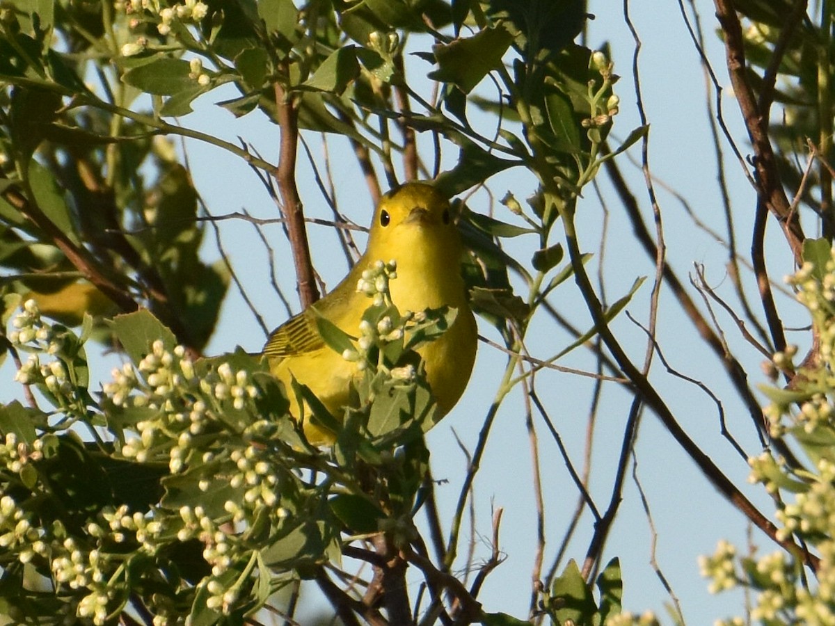 Yellow Warbler - ML491337671