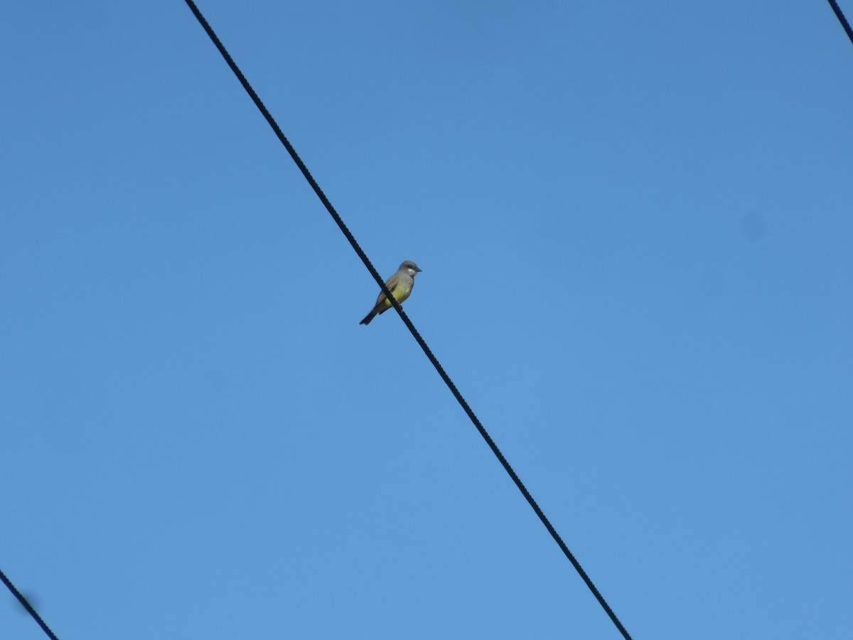 Cassin's Kingbird - ML49133841