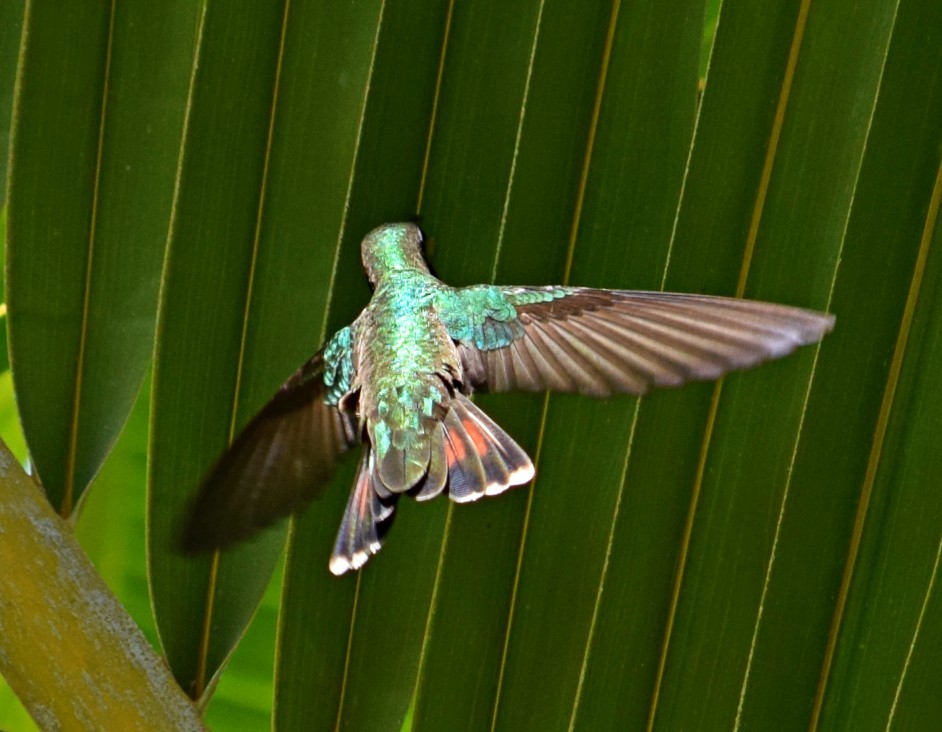 kolibřík tropický - ML49133971
