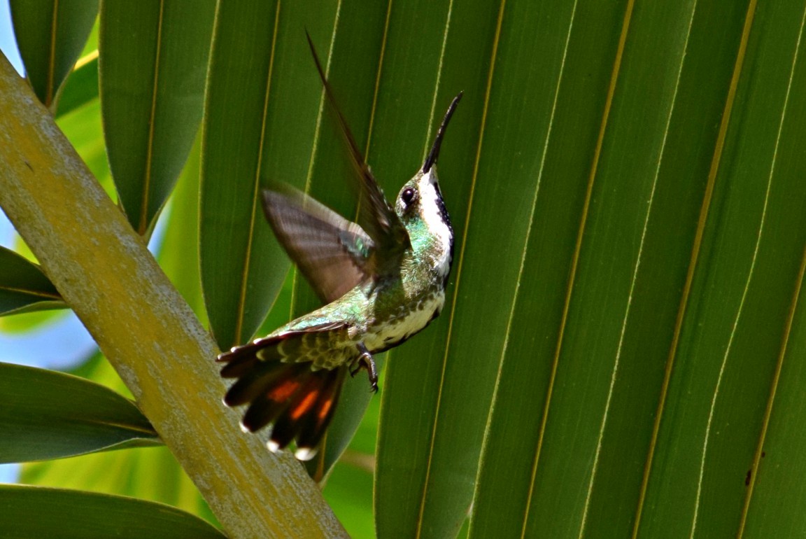 kolibřík tropický - ML49133981
