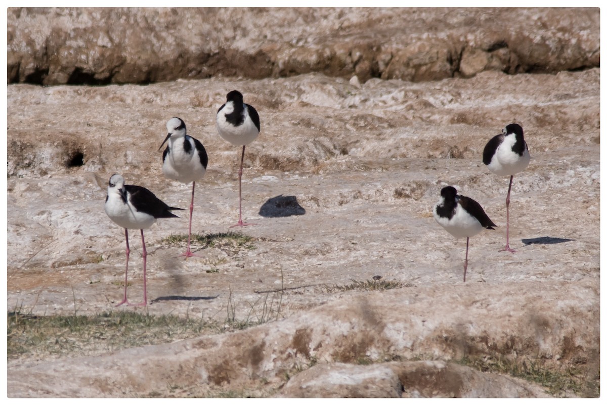 Black-necked Stilt - ML491341741