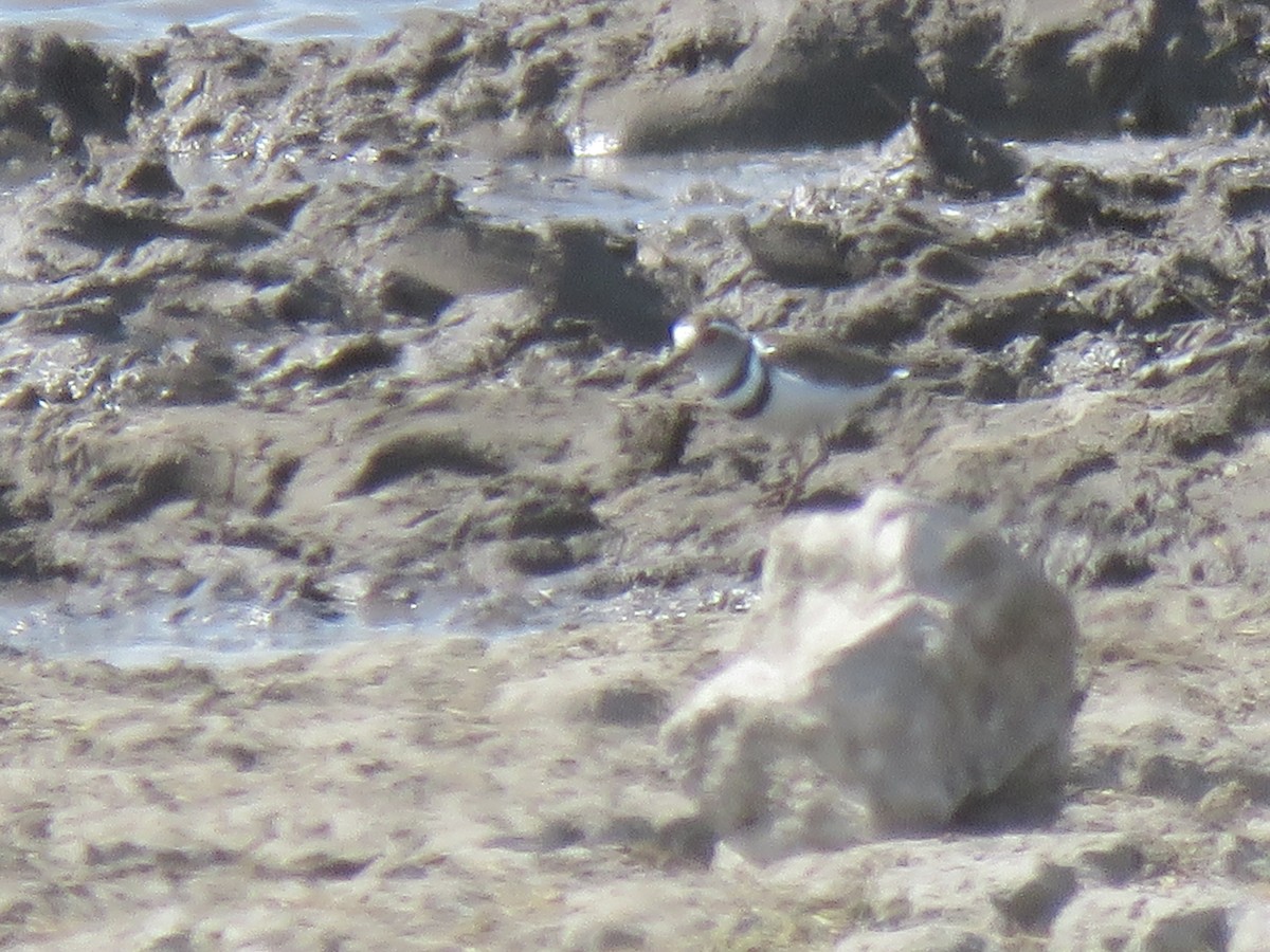 Three-banded Plover - ML491342021