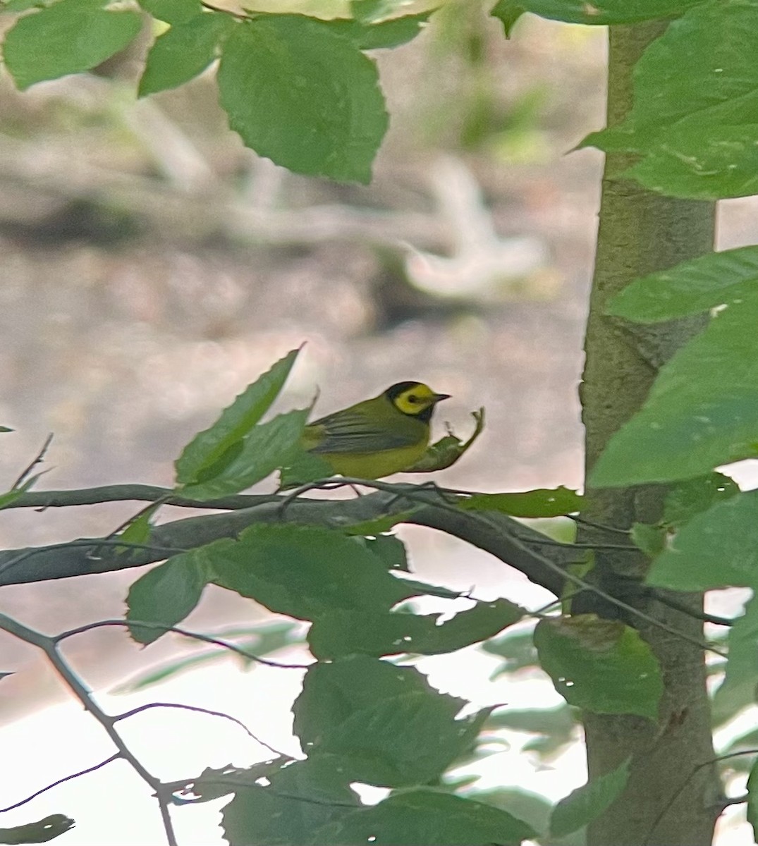 Hooded Warbler - ML491344511