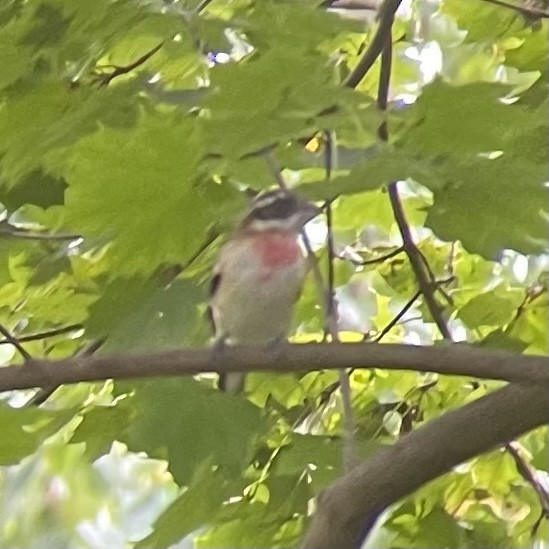 Rose-breasted Grosbeak - ML491344861