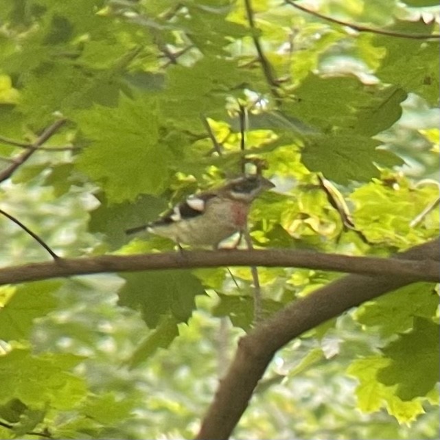 Rose-breasted Grosbeak - ML491344871