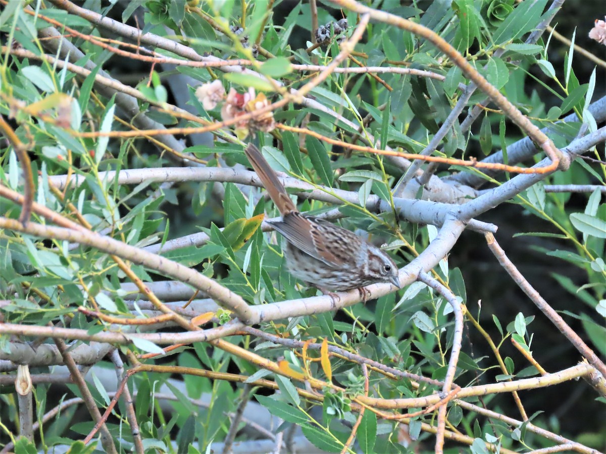 Song Sparrow (heermanni Group) - ML491345551