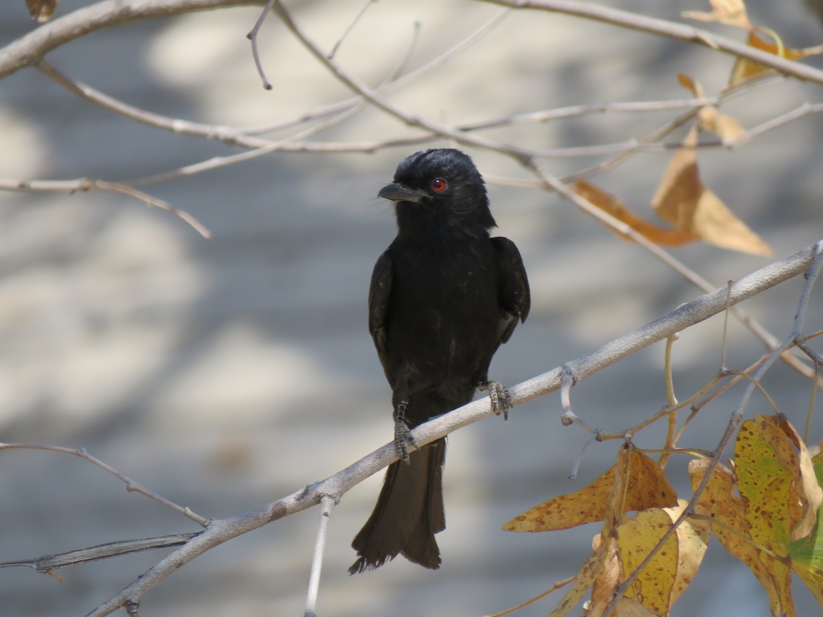 Fork-tailed Drongo - ML491346171
