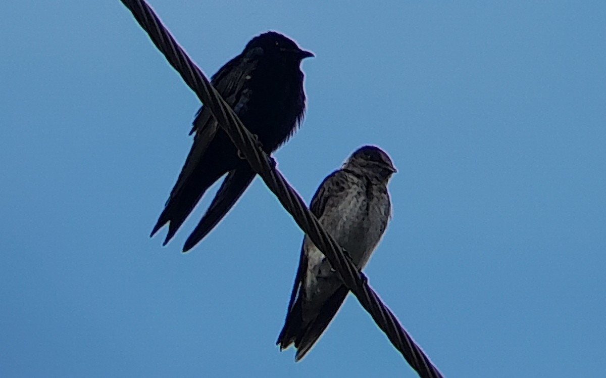 Purple Martin - ML491346901