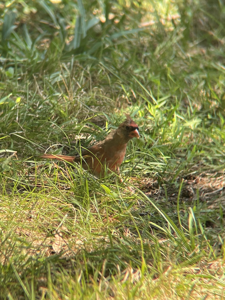 Northern Cardinal - ML491347021