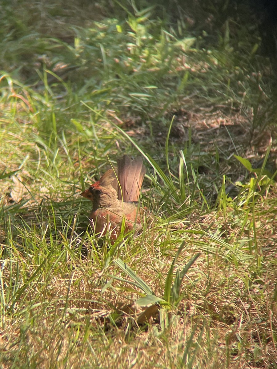 Northern Cardinal - ML491347031