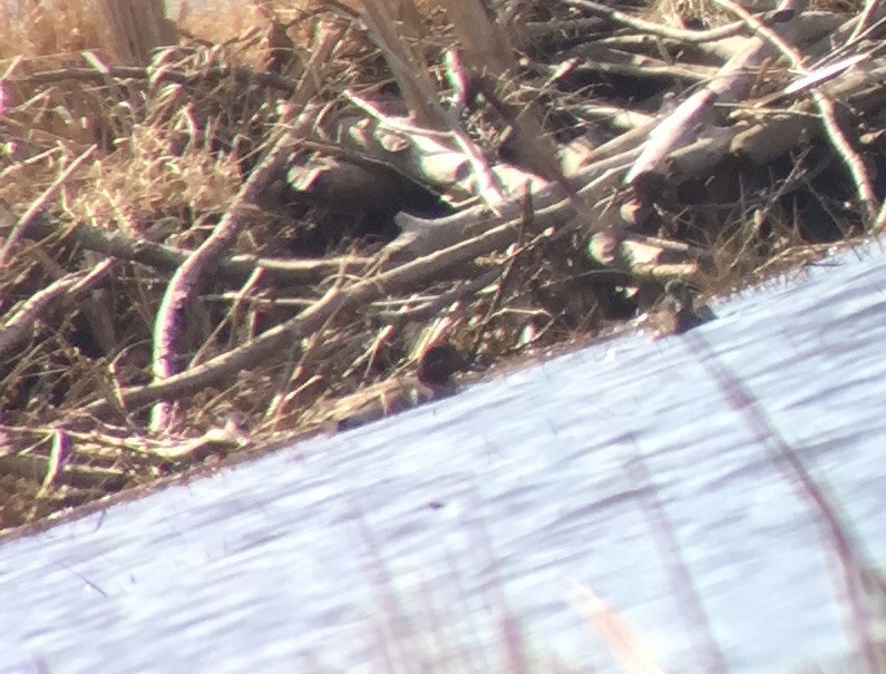 Green-winged Teal (American) - ML491349131