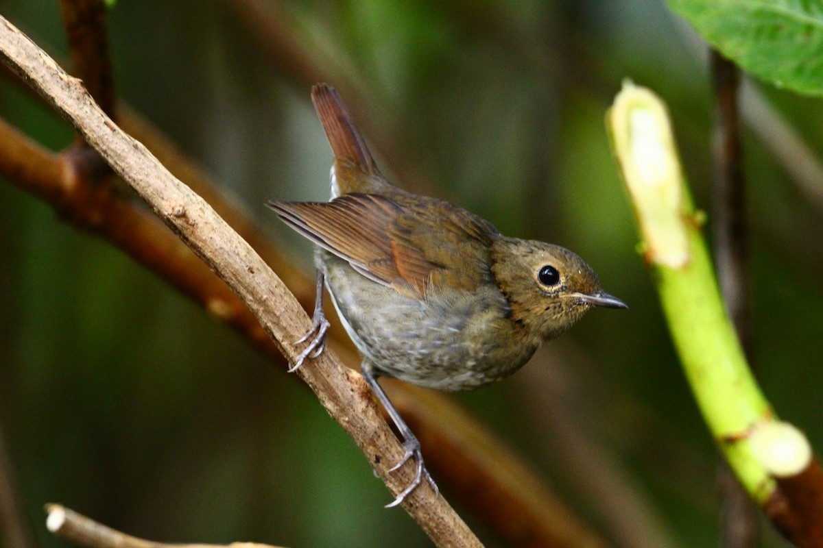 Ruiseñor Japonés (tanensis) - ML491349271