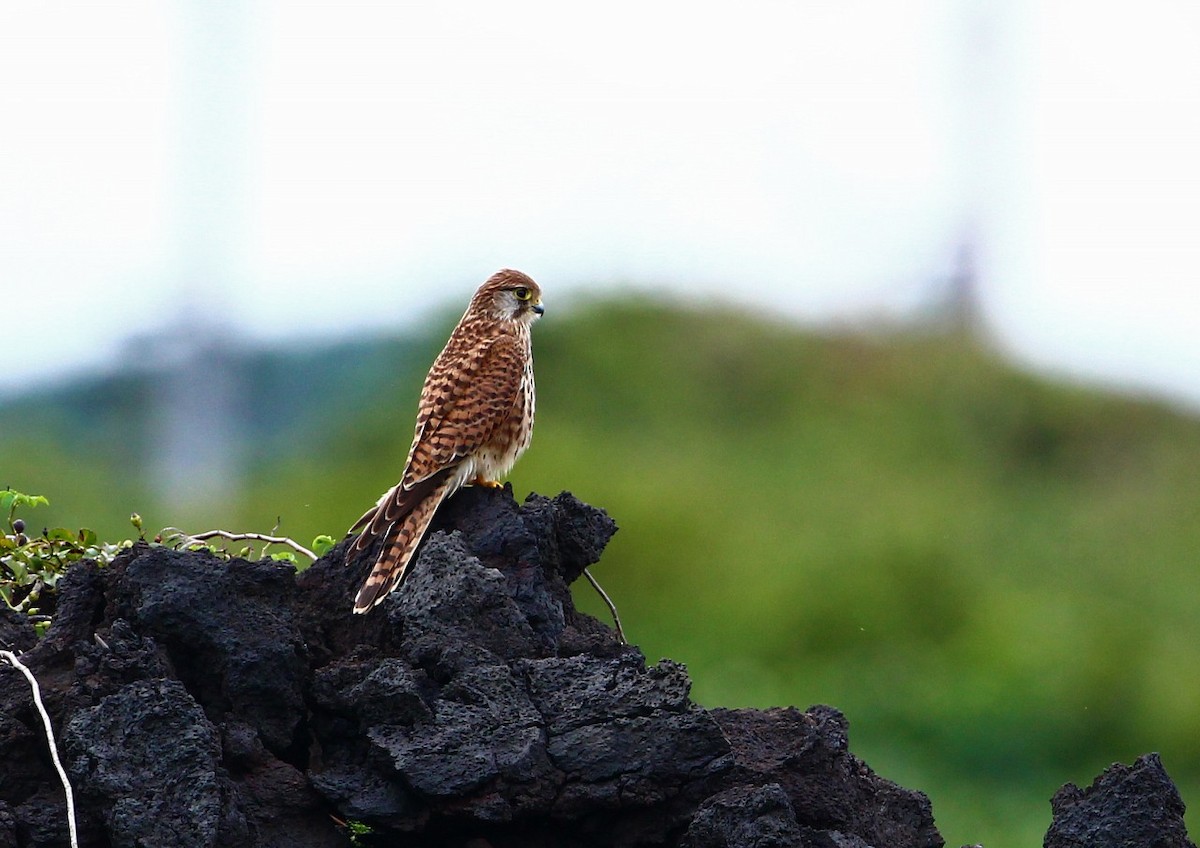 Eurasian Kestrel - 中込 哲